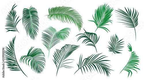 ..Set of various palm leaves. Colored vector elements of exotic nature on a w...