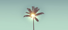 Tropical Palm Tree Silhouette Against Bright Sunlight. 3d Rendering