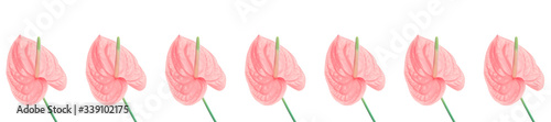 Banner beautiful pink anthurium flower.