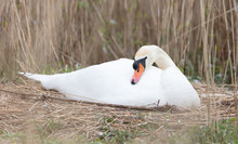White Swan On A Nest
