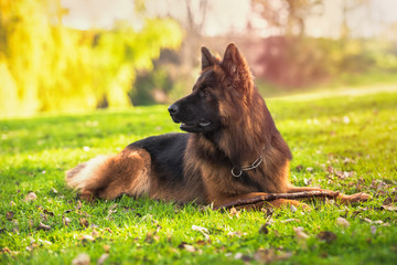 German shepherd dog lying in the park next to his stick. Horizontal with copyspace