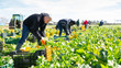 © JackF - Group of men gardeners picking harvest of fresh celery to crates