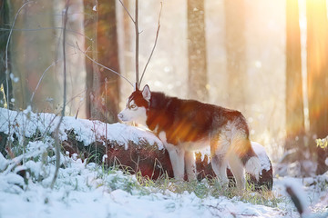 winter husky portrait on a walk, beautiful dog in nature, friendship, pet