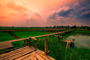 The panoramic nature background of the green field scenery,the long wooden bridge,the wind blowing through many species of leaves blurred,the beauty of the ecosystem