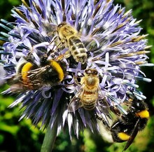Close-up Of Bees Pollinating On Flower