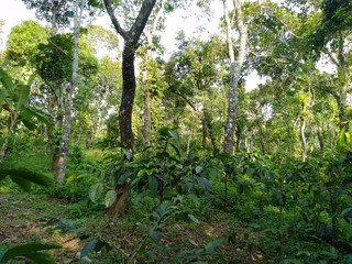 green tree in the forest