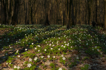 Wall Mural - Anemone nemorosa flower in the forest in the sunny day. Wood anemone, windflower, thimbleweed.