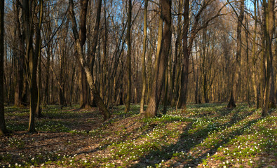 Wall Mural - Panoramic photo of Anemone nemorosa flower in the forest in the sunny day. Wood anemone, windflower, thimbleweed. Fabulous green forest with blue and white flowers. Beautiful summer forest landscape.