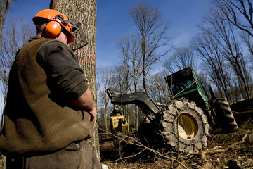 Wall Mural - Travaux forestier, débardage et bucheronnage