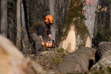 Wall Mural - Travaux forestier, débardage et bucheronnage