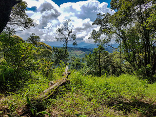 Wall Mural - A forest tree wood jungle doi pui peak viewpoint hiking tourist north chiang mai natre thailand