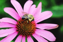 Close-up Of Bumblebee On Eastern Purple Coneflower Outdoors