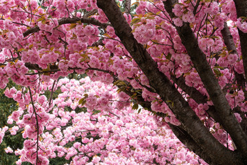 Fotomurales - Kirschbaum in rosa Blüte
