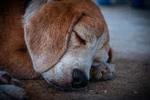 Dirty English Beagle Street Dog, Cute And Sweet English Beagle Dog Is Sleeping, Close Up Portrait Photo