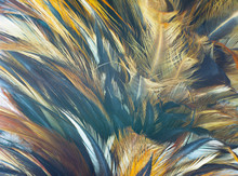 Beautiful Feather Texture Pattern For Background And Other