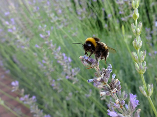 Busy bumble bee pollinating lavender flower. 