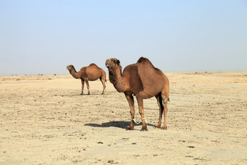 Wall Mural - Camels wandering in the desert. Camels in the desert in Dehistan, Turkmenistan. Two brown camels in the desert. Camels in the Central Asian deserts.