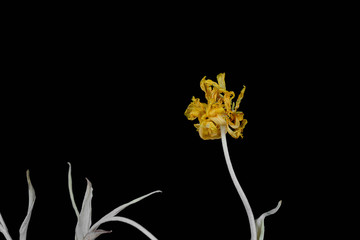 Wall Mural - Dried yellow tulip