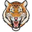 Roaring tiger head colored vector animal illustration