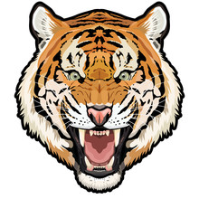 Roaring Tiger Head Colored Vector Animal Illustration