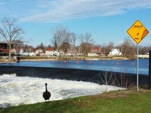 Goose Standing At Riverbank By Warning Sign