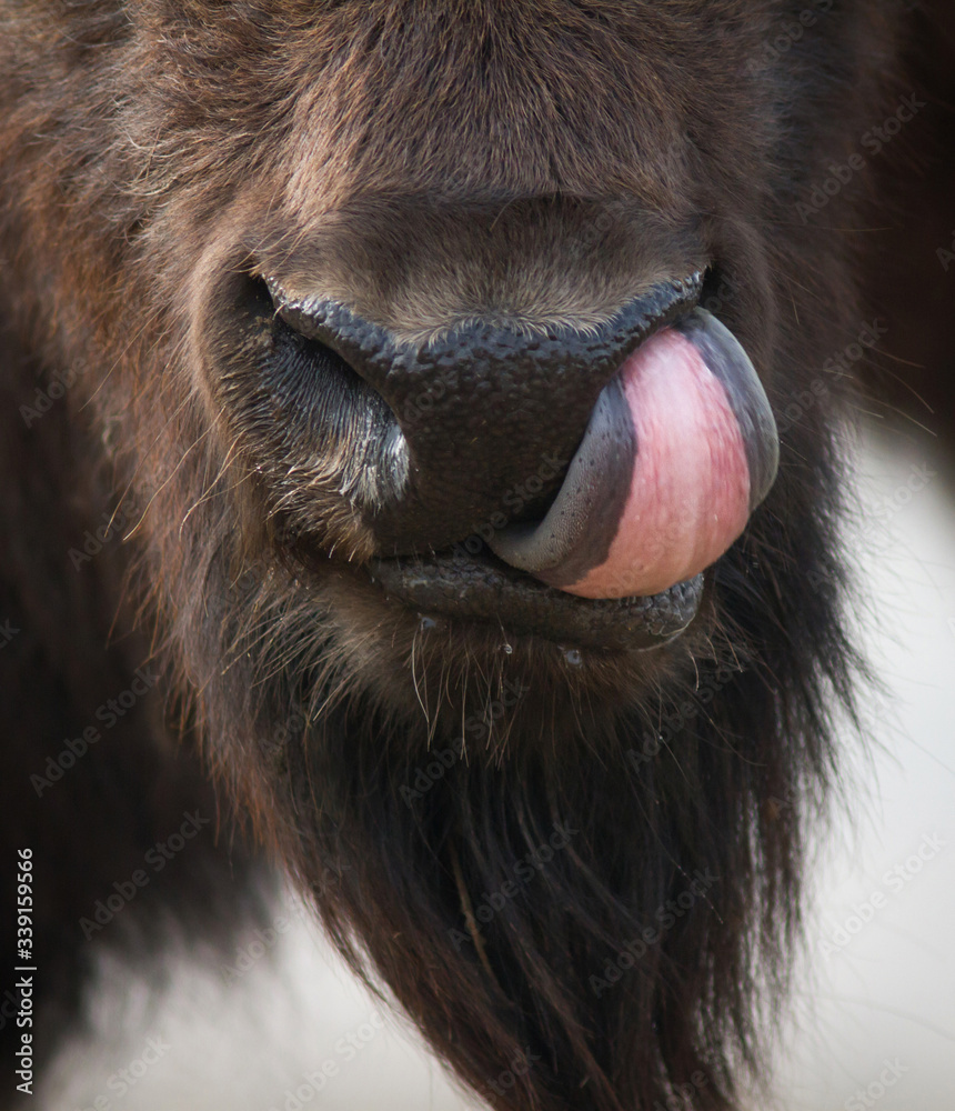 Buffalo head with tongue. American bison licking its nose. Stock Photo ...