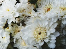 Full Frame Shot Of White Flowers Blooming Outdoors