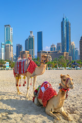 Wall Mural - View on camels and Jumeirha beach in Dubai Marina, United Arab Emirates