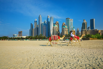 Wall Mural - View on camels and Jumeirha beach in Dubai Marina, United Arab Emirates