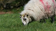 © peter - Sheep and lambs laying in the sun in a field Ireland