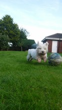 West Highland White Terrier Running After Soccer Ball On Grass Against Sky