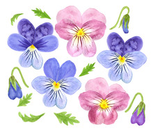 Set Of Delicate Watercolor Viola Flowers. Violets Of Blue And Pink Flowers Isolated On White Background