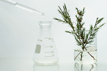 Wall Mural - glass dropper with flask and herbal plant in beaker in medical science laboratory background