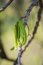Closeup Of Green Carob Pods Growing On A Carob Tree (ceratonia Siliqua).
