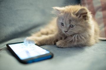 Gray fluffy kitten