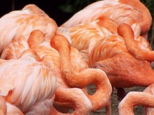 Flamingos Sleeping Together