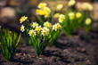 daffodils in spring - diy and gardening