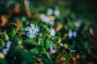 forget me not flowers in the forest - Blooms of the Spring