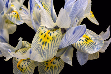 Canvas Print - Iris flowers closeup