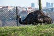 common ostrich (Struthio camelus), or simply ostrich, is a species of large flightless bird native to certain large areas