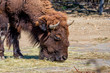 A large brown yak walks along a brick wall. Wild animal in the farm. Portrait of a yak close-up.