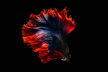 Rhythmic Of Betta Fish, Siamese Fighting Fish Betta Splendens (Halfmoon Red Dragon Betta ),isolated On Black Background.artistic Pattern Color
