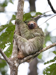 Canvas Print - Three-toed sloth (Bradypus) sitting in a tree in the tropical jungles of Costa Rica