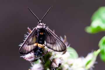 Macro insect on a leaves, Selective focus