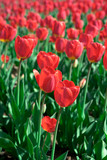 Fototapeta Tulipany - Beautiful red tulips swaying in the wind