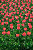 Fototapeta Kwiaty - Beautiful red tulips swaying in the wind