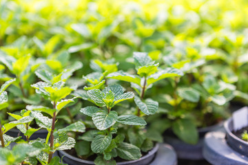 Fresh green mint garden, organic herb garden, healthy food, outdoor day light