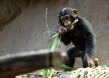 Black Chimpanzees, Primates