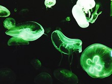 Green Jellyfishes Swimming In Aquarium