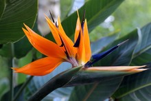 Orange Bird Of Paradise Flower Blooming Outdoors